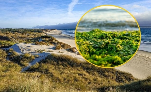 Inwazja alg wakame w Portugalii. Plaże w niebezpieczeństwie?