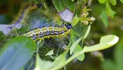 Inwazja azjatyckiej ćmy w Polsce. Zagrożone krzewy bukszpanu