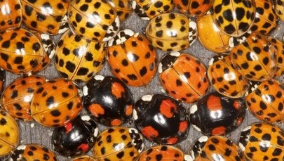 Inwazja biedronek "ninja". Ich ukąszenia mogą wywołać reakcję alergiczną 