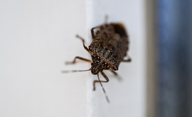 Inwazja egzotycznego owada w Polsce. Zagraża Twoim roślinom