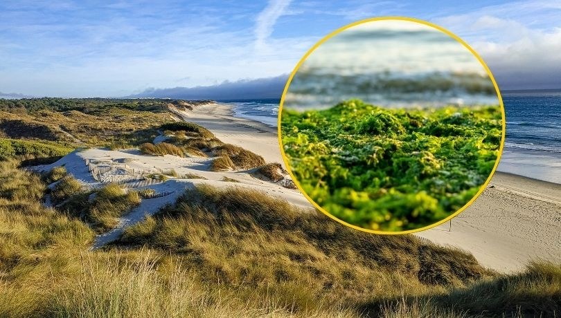 Inwazja egzotycznych alg wakame na portugalskich plażach /Shutterstock
