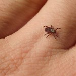 Inwazja kleszczy w Polsce. Przenoszą chorobę groźniejszą od boreliozy 
