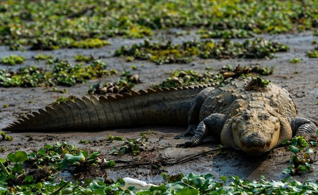 Inwazja krokodyli w meksykańskich miastach