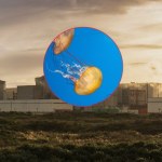 Inwazja meduz. Elektrownia jądrowa we Francji przestaje działać