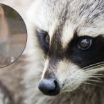 Inwazja na Polskę postępuje. Doświadczył tego dziennikarz Interii