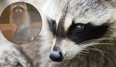 Inwazja na Polskę postępuje. Doświadczył tego dziennikarz Interii