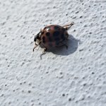 biedronki Inwazja obcych owadów w Polsce. Leśnicy pokazali zdjęcia