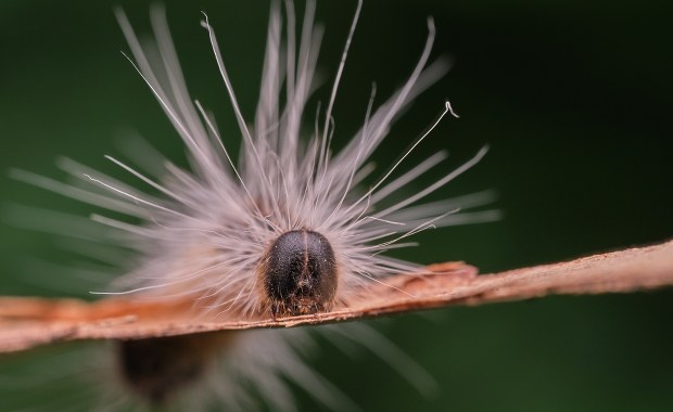 Inwazja owadów w Niemczech. "Czegoś takiego nie widziałem"