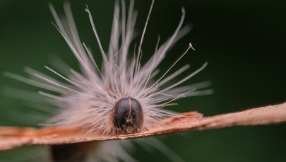 Inwazja owadów w Niemczech. "Czegoś takiego nie widziałem"