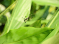Inwazja pająków Jorō na Stany Zjednoczone. To dopiero początek