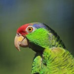 Inwazja papug w Anglii. "Bezczelne stworzenia"