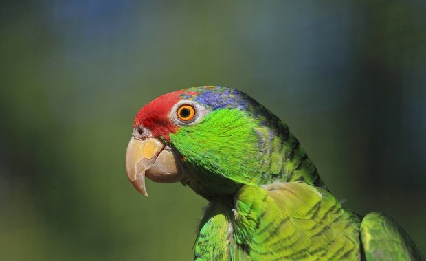 Inwazja papug w Anglii. "Bezczelne stworzenia"