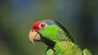 Inwazja papug w Anglii. "Bezczelne stworzenia"