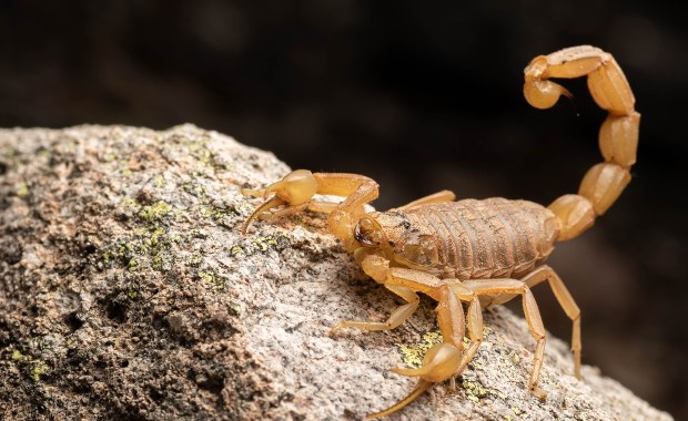Inwazja skorpionów w Brazylii. Alarmujący wzrost liczby ukąszeń