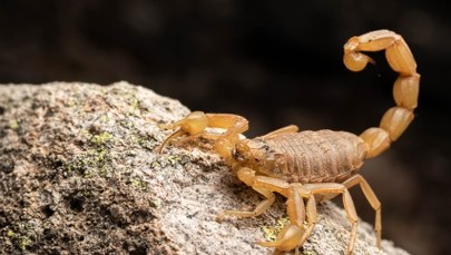 Inwazja skorpionów w Brazylii. Alarmujący wzrost liczby ukąszeń