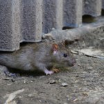 Inwazja szczurów w Poznaniu. Gryzonie "opanowały" Jeżyce  