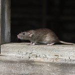 Inwazja szczurów w Rosji. "To potwory"