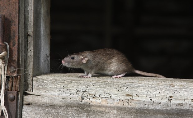 Inwazja szczurów w Rosji. "To potwory"