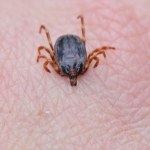 Inwazja tropikalnych kleszczy w Europie. Czy jesteśmy bezpieczni?