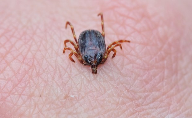 Inwazja tropikalnych kleszczy w Europie. Czy jesteśmy bezpieczni?