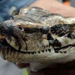 Inwazja węży trwa od 30 lat. Nagle drapieżnik zaczął wyjadać ich jaja