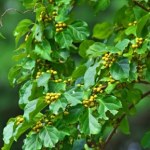 Inwazyjna roślina w ogrodzie? Sprawdź, kiedy musisz się jej pozbyć