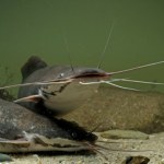 Inwazyjna ryba z Afryki pustoszy okolicę. To tawada, superdrapieżnik