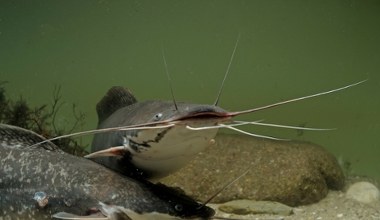 Inwazyjna ryba z Afryki pustoszy okolicę. To tawada, superdrapieżnik