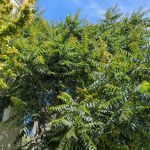 Inwazyjne drzewo z Chin atakuje Warszawę. To bożodrzew gruczołkowaty 