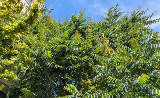 Inwazyjne drzewo z Chin atakuje Warszawę. To bożodrzew gruczołkowaty 