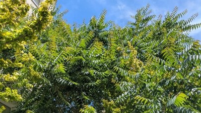 Inwazyjne drzewo z Chin atakuje Warszawę. To bożodrzew gruczołkowaty 