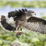 Inwazyjne gatunki zawróciły ptaka znad przepaści. Miał już wyginąć