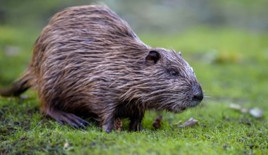 Inwazyjne gryzonie zajęły polskie miasto. Mają potężne, pomarańczowe zęby