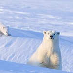 Inwazyjne niedźwiedzie polarne? To wcale nie jest zabawne