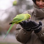 Inwazyjne papugi zalały Wlk. Brytanię. "Są bezczelne"