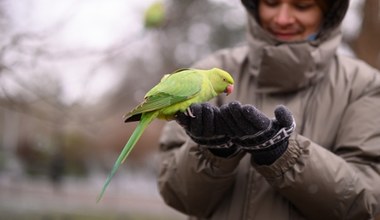 Inwazyjne papugi zalały Wlk. Brytanię. "Są bezczelne"