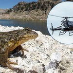 Inwazyjne pstrągi z Europy i grzyby zagrażają żabom. Poderwano helikoptery