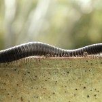 krocionogi Inwazyjne wije są nie do zatrzymania. Ponoć pewna metoda właśnie zawiodła