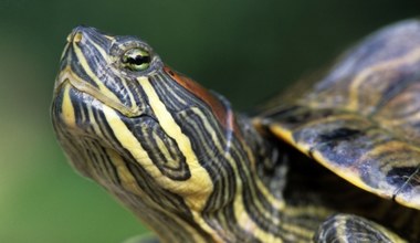 Inwazyjne żółwie atakują przyrodę w Polsce. Pochodzą z naszych domów