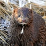 Inwazyjne zwierze jest już niemal w całej Polsce. Ekspansja postępuje