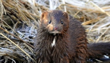 Inwazyjne zwierze jest już niemal w całej Polsce. Ekspansja postępuje