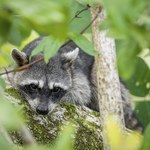 Inwazyjny drapieżnik w Białowieży. "Jest uroczy, ale nie dajmy się zwieść"