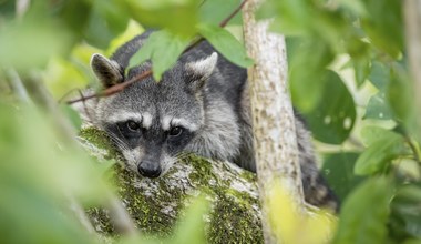 Inwazyjny drapieżnik w Białowieży. "Jest uroczy, ale nie dajmy się zwieść"