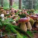Inwazyjny gatunek grzyba rozprzestrzenia się w polskich lasach. Czy mamy się czego bać?