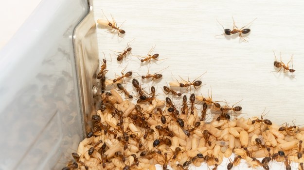 Inwazyjny gatunek mrówek Anoplolepis gracilipes prawdopodobnie pochodzi z Afryki /shutterstock /