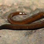 ​Inwazyjny gatunek z Azji atakuje USA. Eksperci ostrzegają