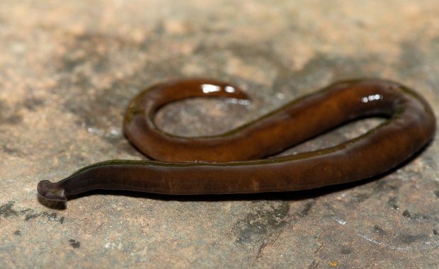 ​Inwazyjny gatunek z Azji atakuje USA. Eksperci ostrzegają