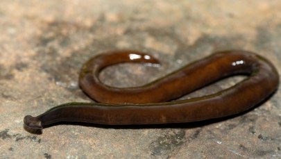 ​Inwazyjny gatunek z Azji atakuje USA. Eksperci ostrzegają