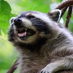Inwazyjny ssak jest już pod Warszawą. To nie przelewki, dziesiątkują ptaki