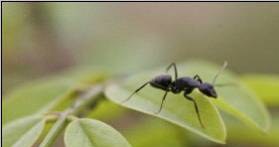 Inwestycja w hodowlę mrówek miała przynieść 60-proc. zysk /AFP